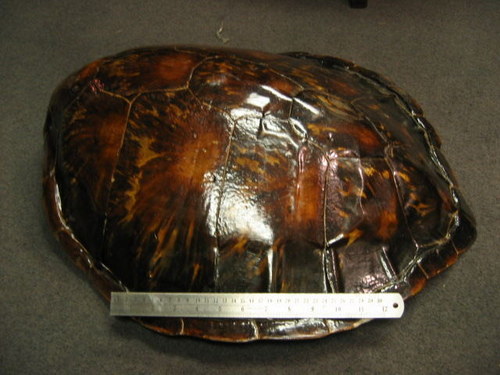 Antiques Atlas - Antique Turtle Shell